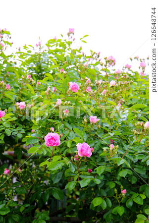 A beautiful rose bush in a public park in Japan 126648744