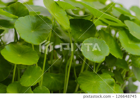 Green leaves of centella asiatica plant Green leaves of centella asiatica plant 126648745
