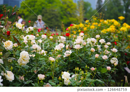 Beautiful roses in full bloom at the Japan Rose Garden. Beautiful roses in full bloom at the Japan Rose Garden. 126648759
