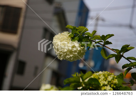 White flower of viburnum plicatum in Japanese garden White flower of viburnum plicatum in Japanese garden 126648763