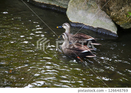 Eastern Spot-billed Duck in Komatsugawa Sakaigawa Water Park in Tokyo, Japan 126648769