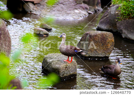 Eastern Spot-billed Duck in Komatsugawa Sakaigawa Water Park in Tokyo, Japan Eastern Spot-billed Duck in Komatsugawa Sakaigawa Water Park in Tokyo, Japan 126648770