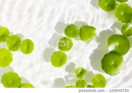Gotu Kola (Centella asiatica), a medicinal herb floating gracefully on clear water. Sunlight reflecting on the water Gotu Kola (Centella asiatica), a medicinal herb floating gracefully on clear water. Sunlight reflecting on the water 126648780