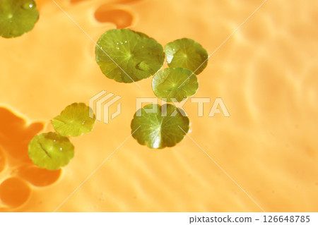 Gotu Kola (Centella asiatica), a medicinal herb floating gracefully on clear water. Sunlight reflecting on the water 126648785