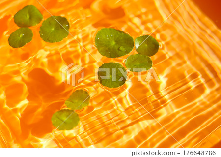 Gotu Kola (Centella asiatica), a medicinal herb floating gracefully on clear water. Sunlight reflecting on the water Gotu Kola (Centella asiatica), a medicinal herb floating gracefully on clear water. Sunlight reflecting on the water 126648786