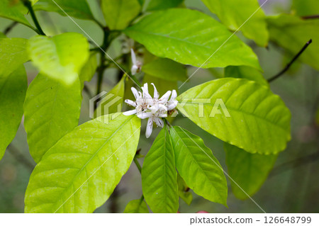 White flower of coffee tree 126648799
