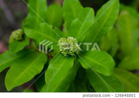 Rubiaceae plant with green flower Rubiaceae plant with green flower 126648801