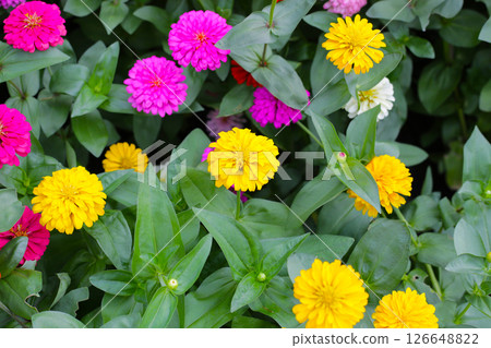 Colorful zinnias in full bloom Colorful zinnias in full bloom 126648822