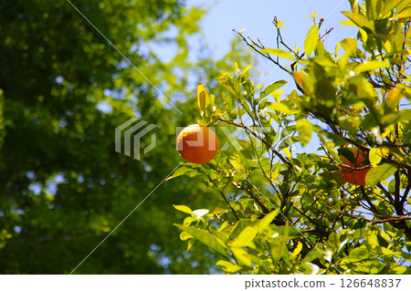 Orange fruit hanging on tree 126648837