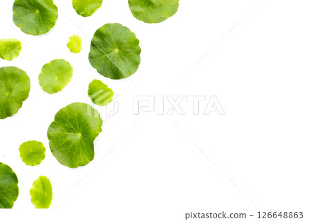 Centella asiatica plant (Gotu Kola) Fresh herb leaves 126648863