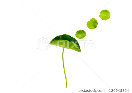 Centella asiatica leaves, Fresh herb plant 126648864