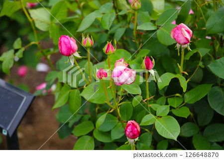 Beautiful roses in full bloom at the Japan Rose Garden. Beautiful roses in full bloom at the Japan Rose Garden. 126648870