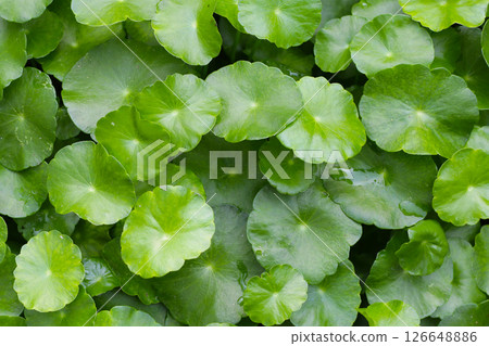 Gotu Kola, Centella Asiatica, Asiatic Pennywort. Herbal Plant 126648886