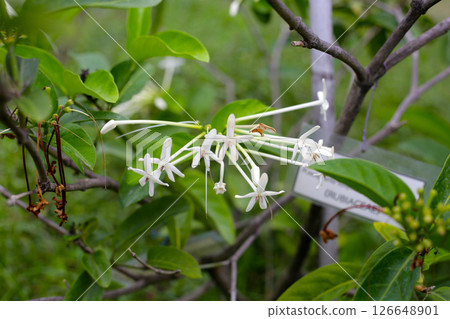 Posoqueria latifolia rudge schult flower. Posoqueria latifolia rudge schult flower. 126648901