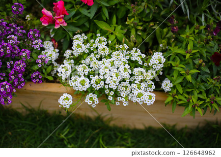 A variety of flowers in a vibrant and colorful flower garden in full bloom at a park in Japan A variety of flowers in a vibrant and colorful flower garden in full bloom at a park in Japan 126648962