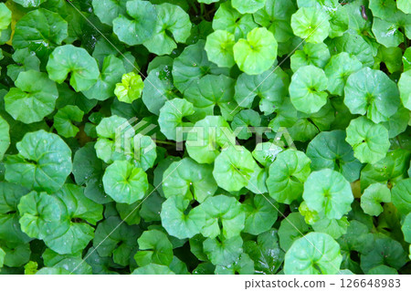 Viola hederacea or Viola Banksii 126648983