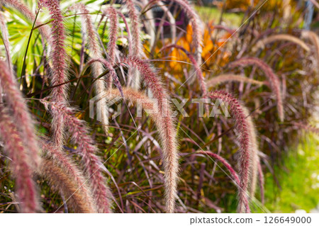 Fountain grass or pennisetum alopecuroides Fountain grass or pennisetum alopecuroides 126649000