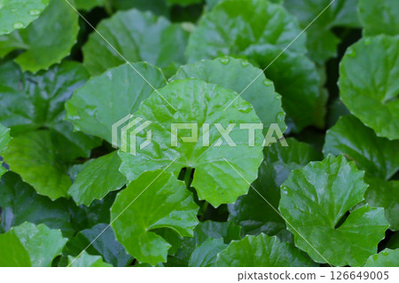 Green leaves of centella asiatica with rain drop (Gotu Kola) Fresh herb plant Green leaves of centella asiatica with rain drop (Gotu Kola) Fresh herb plant 126649005