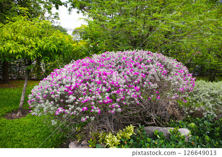 Leucophyllum frutescens plant in the garden Leucophyllum frutescens plant in the garden 126649013