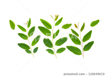 Eucalyptus leaves on white background. 126649019