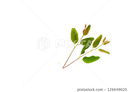 Eucalyptus leaves on white background. Eucalyptus leaves on white background. 126649020