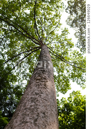 Looking up from down tree, Dipterocarpus tree, Big tree in Vietnam Looking up from down tree, Dipterocarpus tree, Big tree in Vietnam 126649029