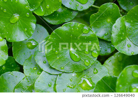 Centella asiatica, Fresh gotu kola leaves with water drops 126649040