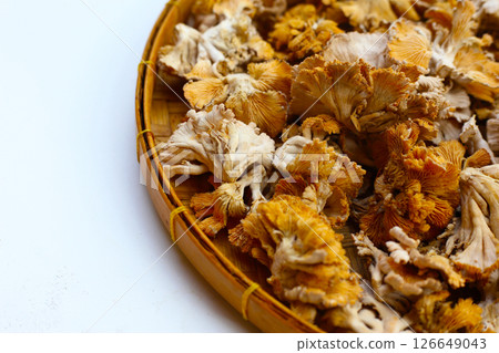 Splitgill mushroom or schizophyllum commune mushroom Splitgill mushroom or schizophyllum commune mushroom 126649043