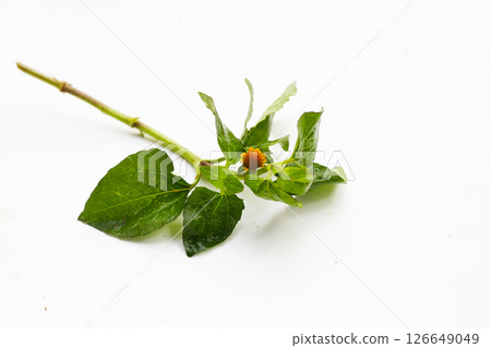 Yellow flower with green leaves of acmella oleracea or toothache plant on white background 126649049