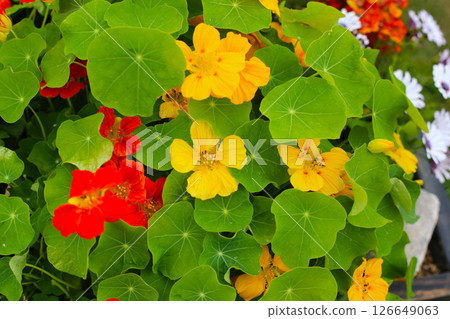 Nasturtium plant, flower with green leaves Nasturtium plant, flower with green leaves 126649063