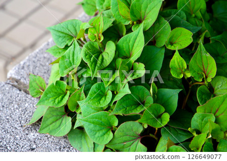 Houttuynia cordata plant, Houttuynia cordata Thunb. 126649077