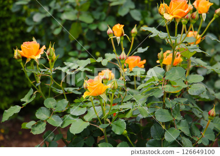 Beautiful roses in full bloom at the Japan Rose Garden. 126649100