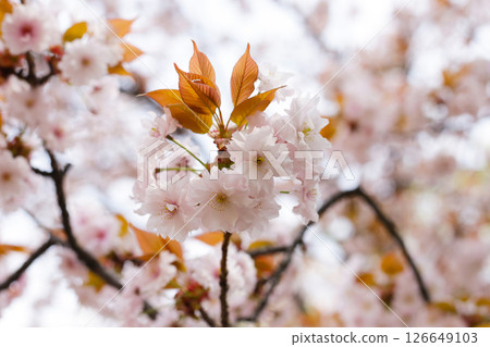 Branches of sakura flowers, cherry blossom Branches of sakura flowers, cherry blossom 126649103