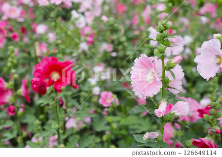 Beautiful hollyhock flower in the park Beautiful hollyhock flower in the park 126649114