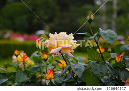 Beautiful yellow roses in full bloom at the Japan Rose Garden. Beautiful yellow roses in full bloom at the Japan Rose Garden. 126649117