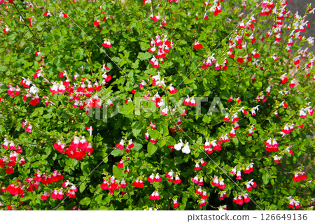 Red white flower of salvia microphylla Red white flower of salvia microphylla 126649136