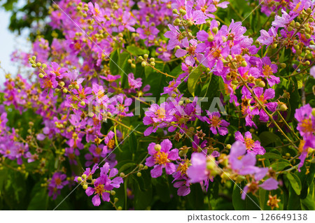 Lagerstroemia speciosa, Queen's crape myrtle , Pride of India. 126649138