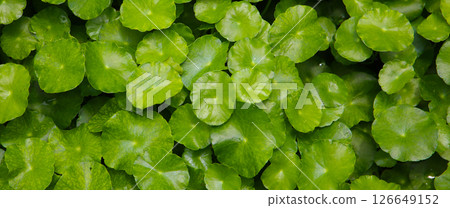 Green leaves of Centella asiatica, also known as Gotu Kola 126649152
