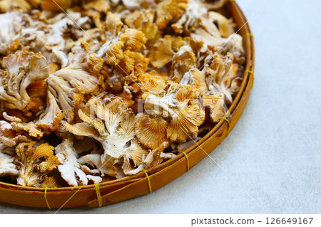 Splitgill mushroom or schizophyllum commune mushroom Splitgill mushroom or schizophyllum commune mushroom 126649167