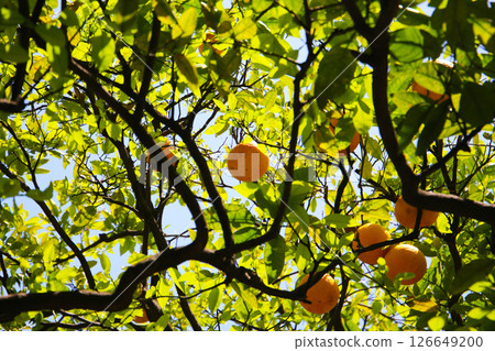 Orange fruit hanging on tree 126649200