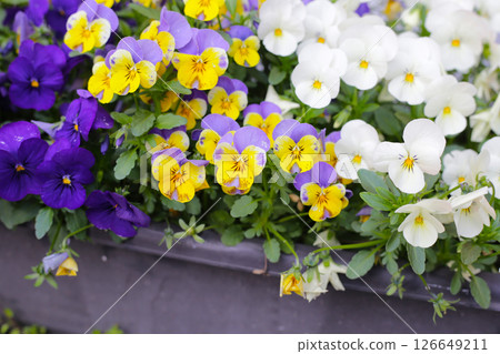 Beautiful pansy flowers in the garden 126649211
