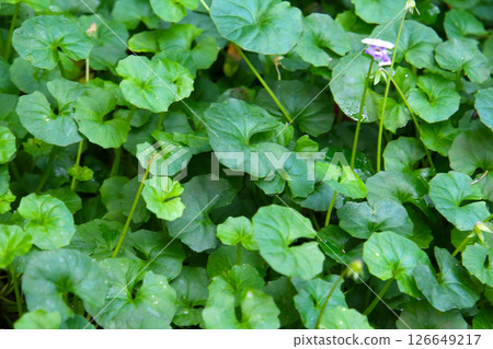 Viola hederacea or Viola Banksii Viola hederacea or Viola Banksii 126649217