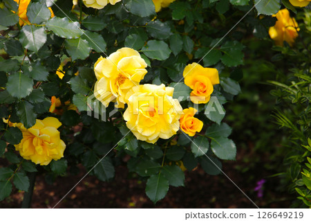 Beautiful yellow roses in full bloom at the Japan Rose Garden. Beautiful yellow roses in full bloom at the Japan Rose Garden. 126649219