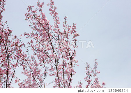 Branches of sakura flowers, cherry blossom 126649224