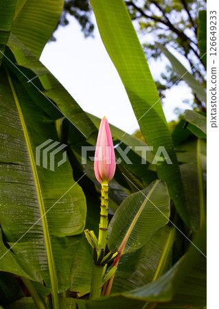 Bossom of bronze banana (Musa laterita) 126649233