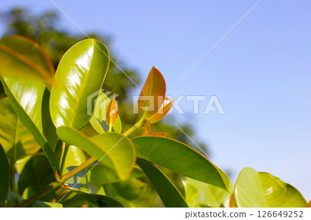 Fresh green leaves of garcinia cowa (Garcinia Cowa Roxb) Fresh green leaves of garcinia cowa (Garcinia Cowa Roxb) 126649252