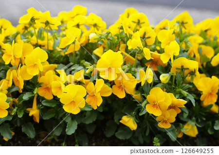 Beautiful pansy flowers in the garden Beautiful pansy flowers in the garden 126649255