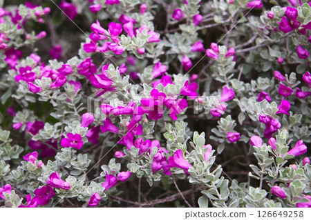 Leucophyllum frutescens plant in the garden Leucophyllum frutescens plant in the garden 126649258