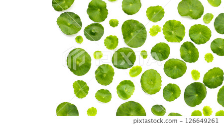 Centella asiatica plant (Gotu Kola) Fresh herb leaves 126649261