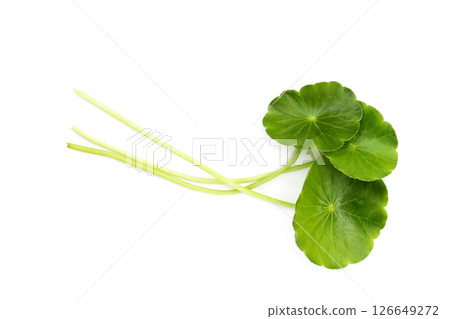 Centella asiatica leaves, Fresh herb plant 126649272